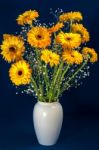 Golden Gerberas (asteraceae) Stock Photo