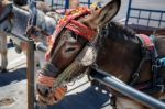 Mijas, Andalucia/spain - July 3 : Donkey Taxi In Mijas Andalucia Stock Photo