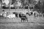 Country Cows Stock Photo