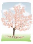 Flowering Cherry Stock Photo