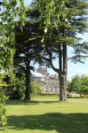 Cedars At Castle Howard Stock Photo