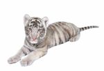 Baby White Tiger Stock Photo