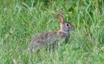 Background With A Cute Rabbit Sitting In The Grass Stock Photo