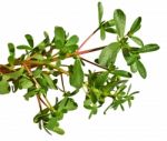 Purslane Stock Photo