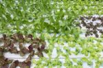 Hydroponics Vegetable Farm Stock Photo