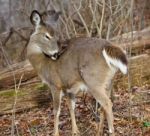 Photo Of A Deer Cleaning His Fur Stock Photo