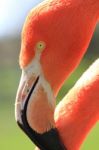 American, Caribbean And Greater Flamingo Stock Photo