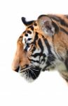 Tiger Head Isolated Stock Photo