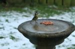 Blue Tit Standing Tall On The Ice Stock Photo