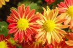 Orange And Red Chrysanthemum Flowers In Garden Stock Photo