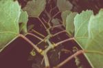 Grape Vine Growing At Night Stock Photo