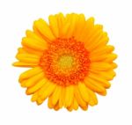 Yellow Gerbera Flower Stock Photo