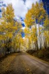 Aspen Road Stock Photo