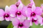 Dendrobium Orchid Hybrids Is White And Pink Stripes Stock Photo