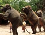 Asian Elephant Or Elephas Maximus Show Stock Photo