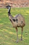 Emu Stock Photo