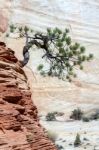 Stunted Tree On A Rocky Outcrop Stock Photo