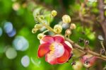 Shorea Robus Flowers Stock Photo