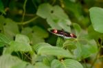 Postman Butterfly (heliconius Melpomene) Stock Photo