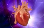 Human Heart Stock Photo