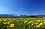 Alpine Meadow Stock Photo