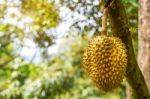 Durian On Tree Stock Photo