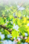 Fresh Green Maple Leaves With Soft Focus Stock Photo