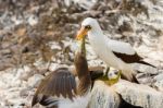 Nazca Booby In Galapagos Stock Photo