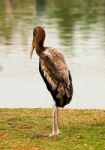 The Painted Stork Bird,mycteria Leucocephala Stock Photo