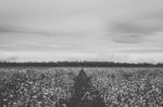 Cotton Field In The Countryside Stock Photo