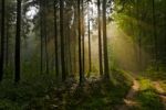 Deep Forest Stock Photo