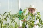 Man Care About Tomatos Plants In Greenhouse Stock Photo