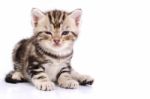 Baby Cat Lying On Floor Stock Photo