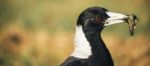 Australian Magpie Outdoors Stock Photo