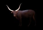 Watusi In The Dark Stock Photo