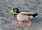 Beautiful Photo Of A Mallard Walking On Ice Stock Photo