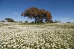 Spring Landscape In Alentejo Stock Photo