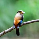 Female Silver-breasted Broadbill Stock Photo