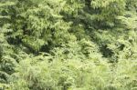 Big Tamarind Tree Stock Photo