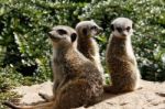 Meerkats Stock Photo