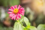 Pink Flowers In The Garden Stock Photo