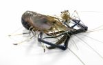 Giant Freshwater Prawn Stock Photo