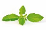 Basil Stock Photo