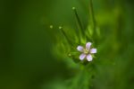 Wild Geranium Stock Photo