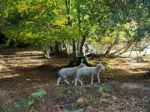 Sheep Wandering In The Ashdown Forest Stock Photo