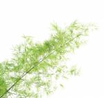 Green Bamboo Leaves Background Stock Photo