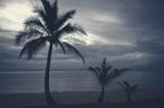 Palm Trees Silhouettes On The Beach On A Cloudy Day Stock Photo