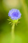 Beautiful Macro Blue Flower Stock Photo