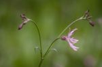 Lychnis Flos-cuculi Or Ragged Robin Stock Photo