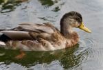 Isolated Image Of A Mallard Swimming In Lake Stock Photo